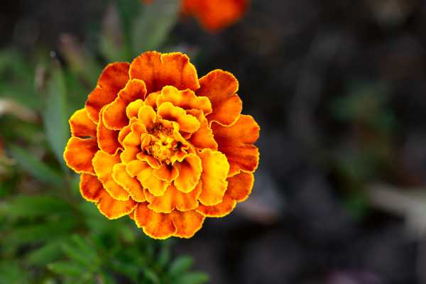  - Essential Oils